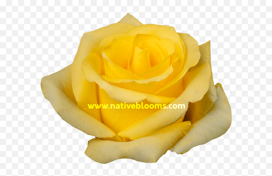 Tara Roses Wholesale Ecuadorian Native Blooms - Floribunda Png,Yellow Rose Png