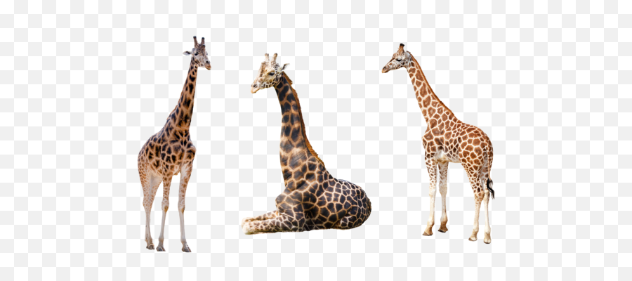 Giraffe Png Transparent Images