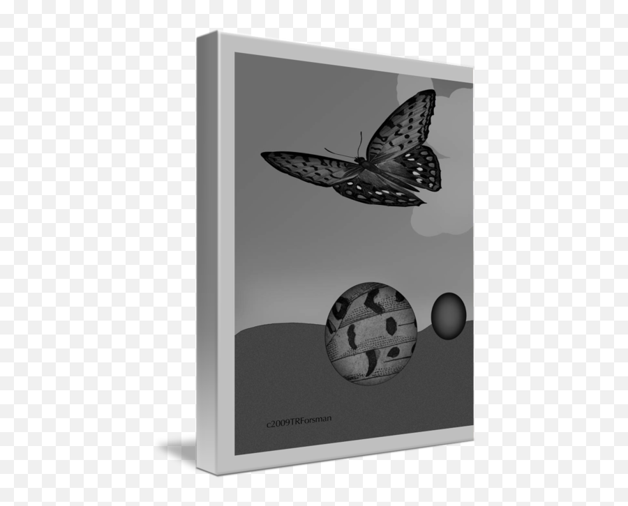 Flying Butterfly With Egg Forms Large Poster By T Forsman - Milkweed Butterflies Png,Flying Butterfly Png