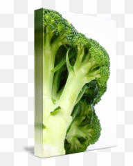 Broccoli By Gaspar Avila - Superfood png