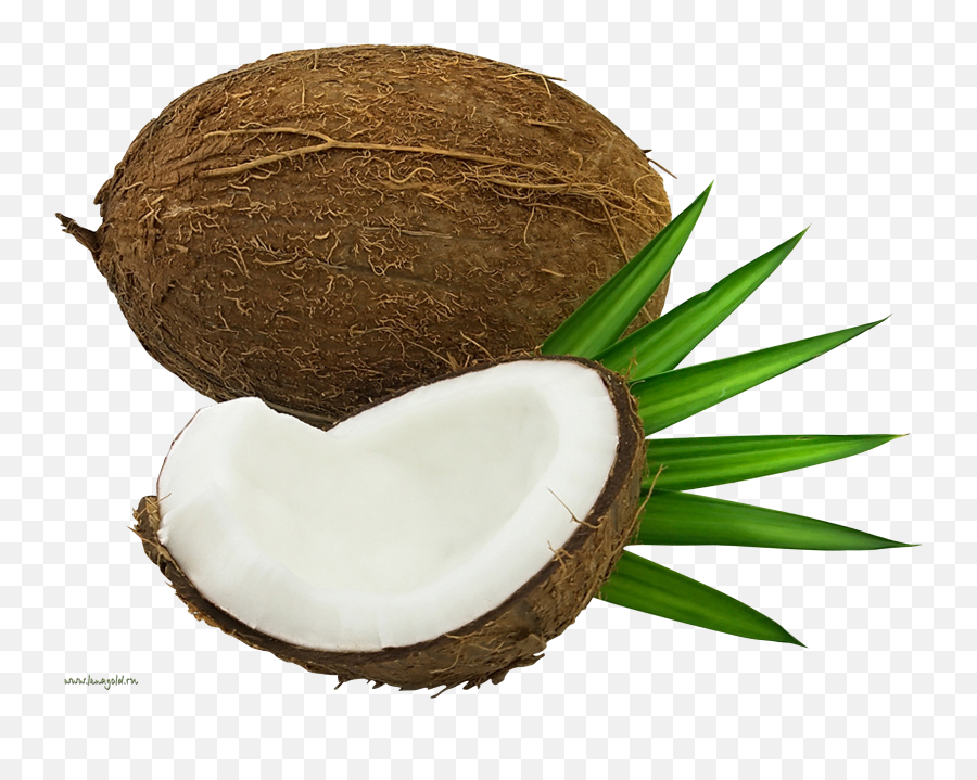 Coconut Png Pictures Fresh - Coconut Png Free For Commercial Use,Coconut Transparent