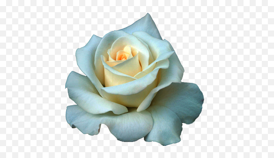 Download Free Png Single White Rose - Dlpngcom White Rose Gif Png,Single Rose Png