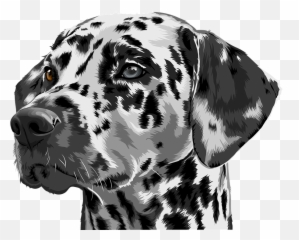 Dalmatian Dog Pet - Dalmatian Close Up Png,Dalmatian Png