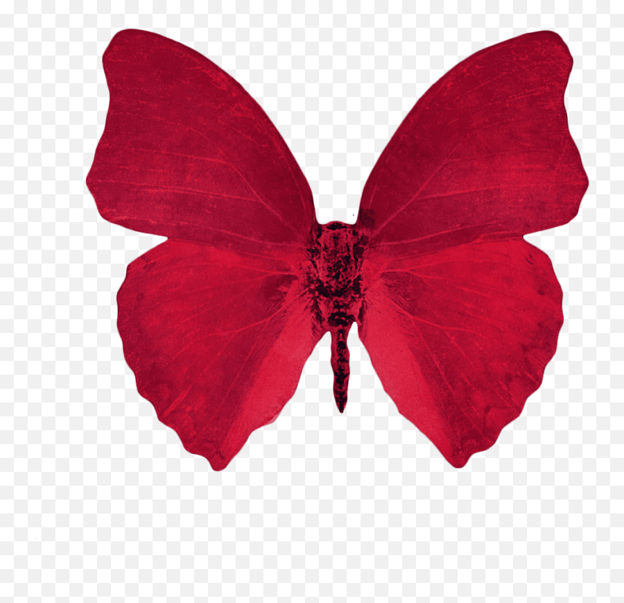 Butterfly - Red Aesthetic Transparent Background Png,Butterfly Transparent