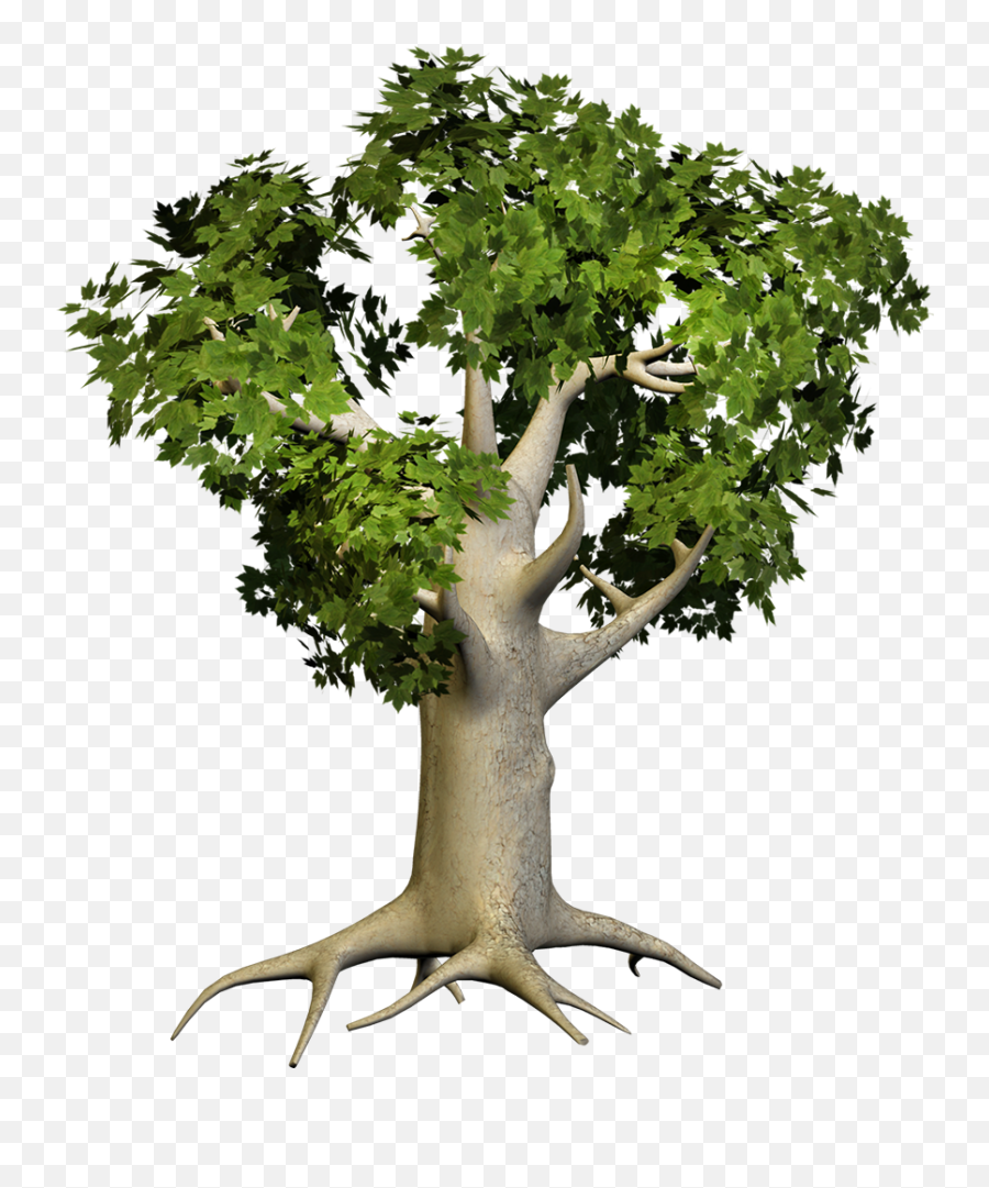 Download Big Tree Png - Big Tree Png Png,Big Tree Png
