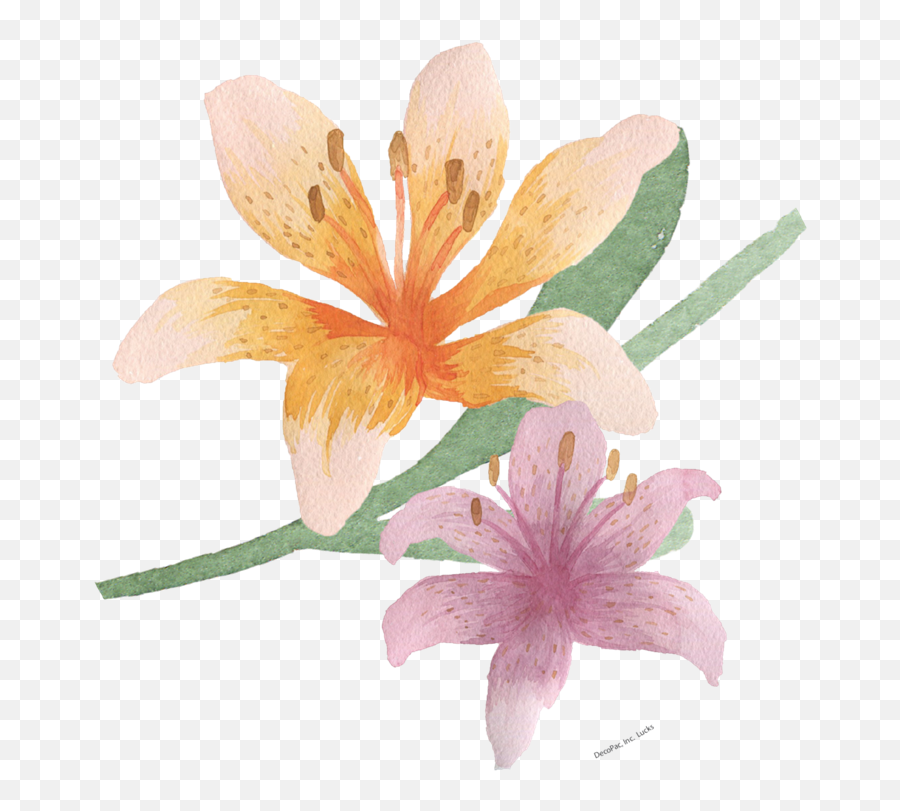 Download Watercolour Easter Lily - Easter Lily Png,Easter Lily Png