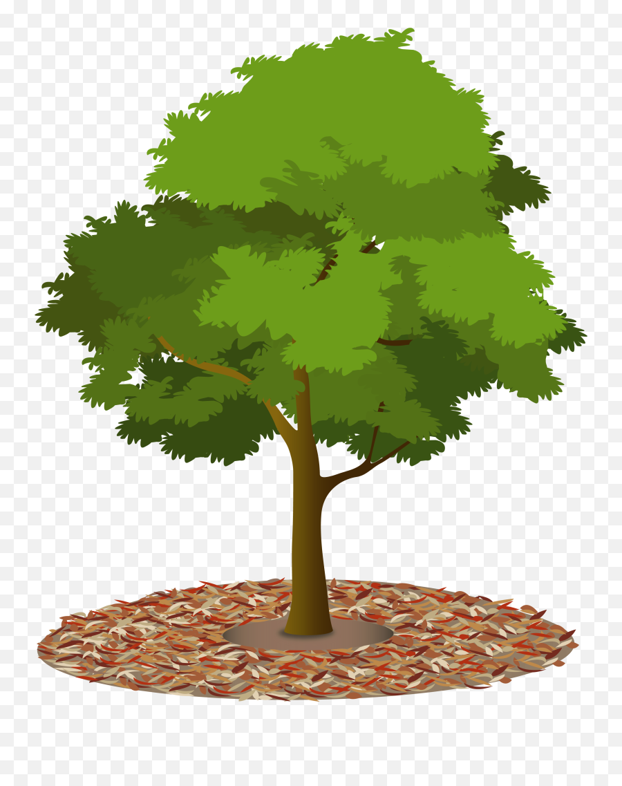 Download Mulch - Tree With Mulch Clipart Png,Tree Canopy Png