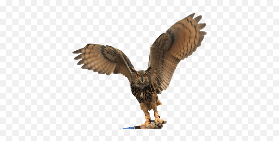 Bird Of Prey Cheshire Uk The Feathery Folk - Falcon Png,Peregrine Falcon Icon