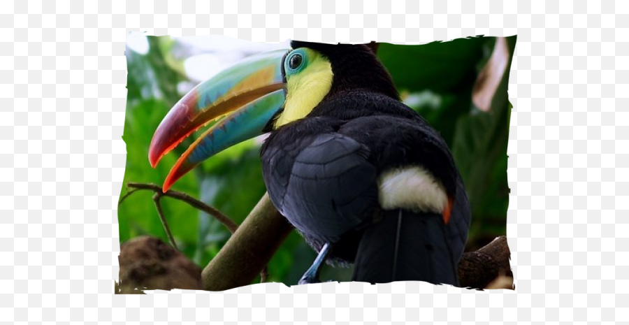 The Three Worlds 16d15n Lamalpaca Tours Peru Cuzco - Toucan In The Rainforest Png,Tucan Png