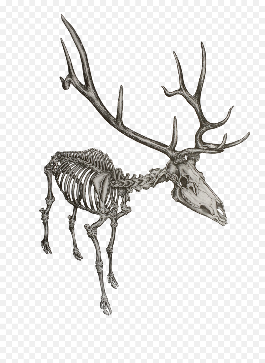 Elk Drawing Skeleton - Dead Caribou Drawing Easy Png,Caribou Png