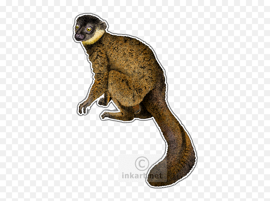 Common Brown Lemur Png Image With No - Common Brown Lemur Png,Lemur Png