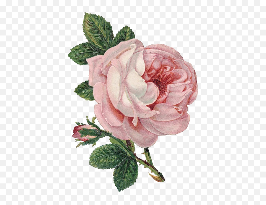 Madame - Amour U201ctransparent Flower For Your Tumblr Vintage Pink Rose Png,Transparent Pics