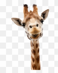 Giraffe Png Clipart - Transparent Background Giraffe Png,Giraffe Transparent Background