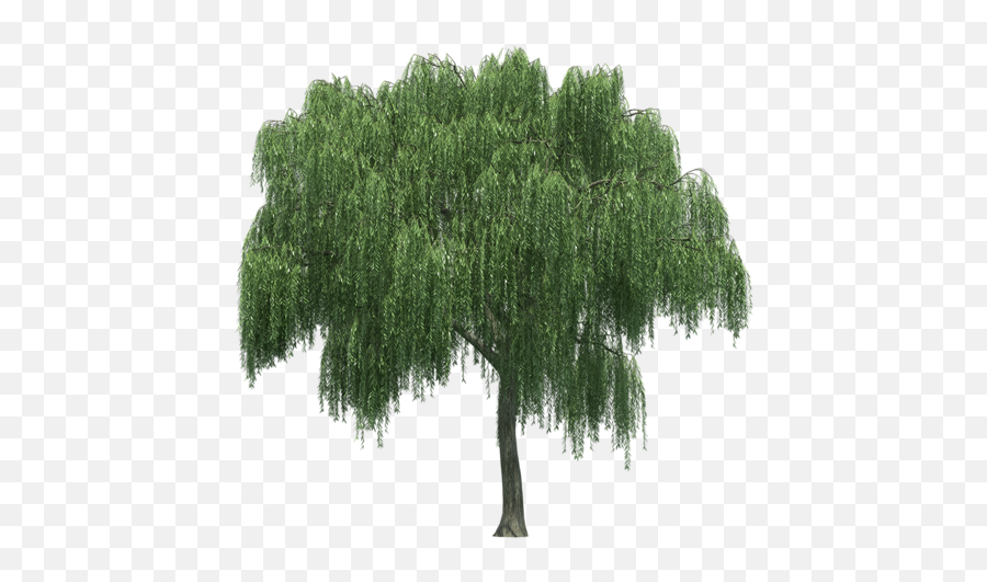 Weeping Willow Tree Rendering - Tree Weeping Willow Png,Weeping Willow Png