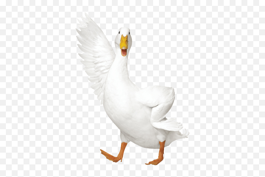 Download Aflac - Duck Png,Duck Transparent