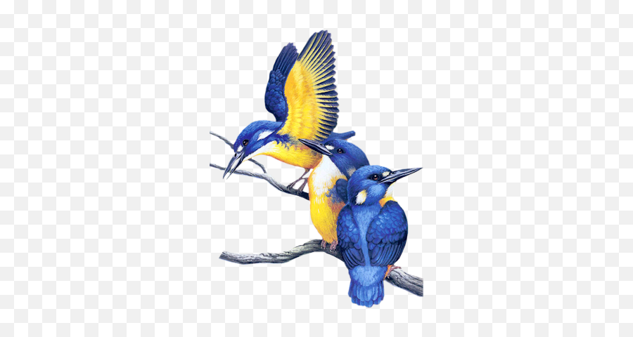Index Of Userstbalzebirdpng - Gif Transparent Animated Gif Birds Gif,Blue  Bird Png - free transparent png images 