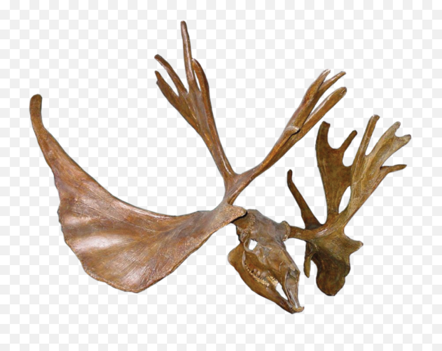 Cervalces Scotti Elk Moose - Reindeer Png,Elk Png
