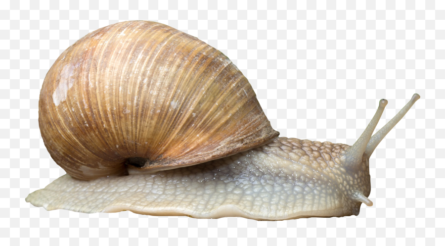 Download Snail Png Image For Free - Gastropods Png,Snail Png