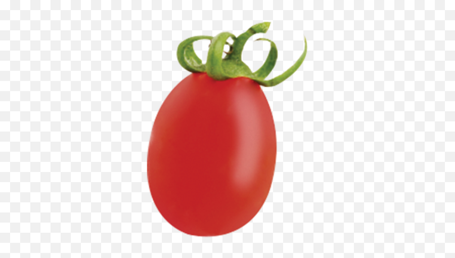 Perfect Harvest - Plum Tomato Png,Tomatoe Png