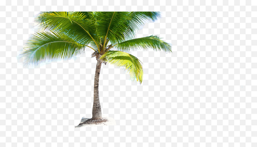 Download Coconut Tree Png Picture - Coconut Tree Png Hd,Coconut Tree Png