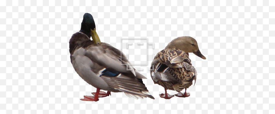 Couple Of Ducks - Immediate Entourage Duck Png,Ducks Png