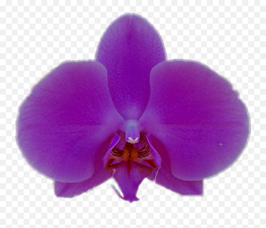 Purple Orchid Png - Stickers Purple Orchid Lilac Flower Moth Orchid,Orchid Png