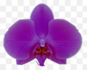 Purple Orchid Png - Stickers Purple Orchid Lilac Flower Moth Orchid,Orchid Png