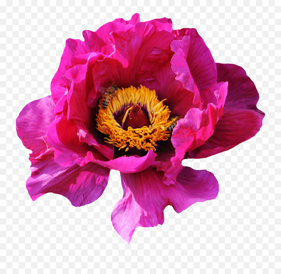 Pink Rose Flower Png Image - Pngpix Portable Network Graphics,Single Rose Png