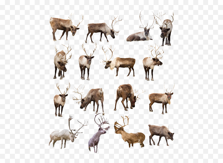 Reindeer Png Transparent Image Mart Real - Reindeer Hooves Transparent Background,Reindeer Antlers Transparent Background