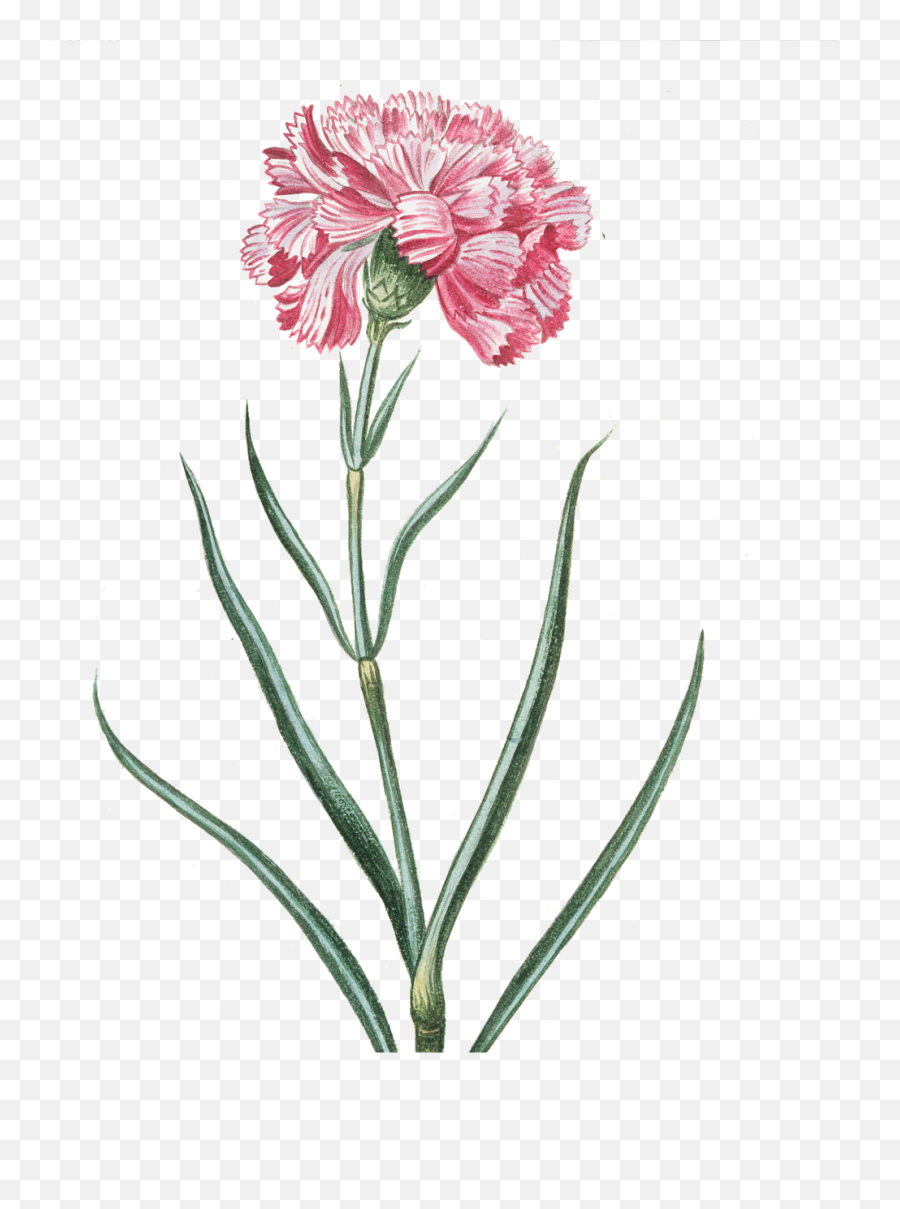 Flower Pink Transparent - Flower Botany Of Carnation Png,Transparent Pink Flowers
