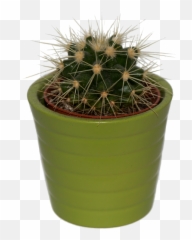 Cacti Cactus Plant Succulent Plante - Moodboard Png Aesthetic Green Moodboard Pngs,Cacti Png