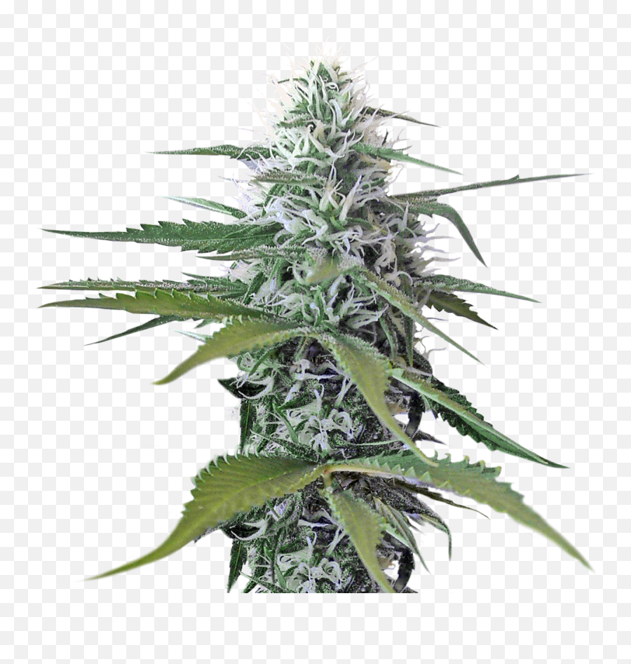 Cannabis Png Images Free Download - Transparent Background Weed Png,Marijuana Plant Png