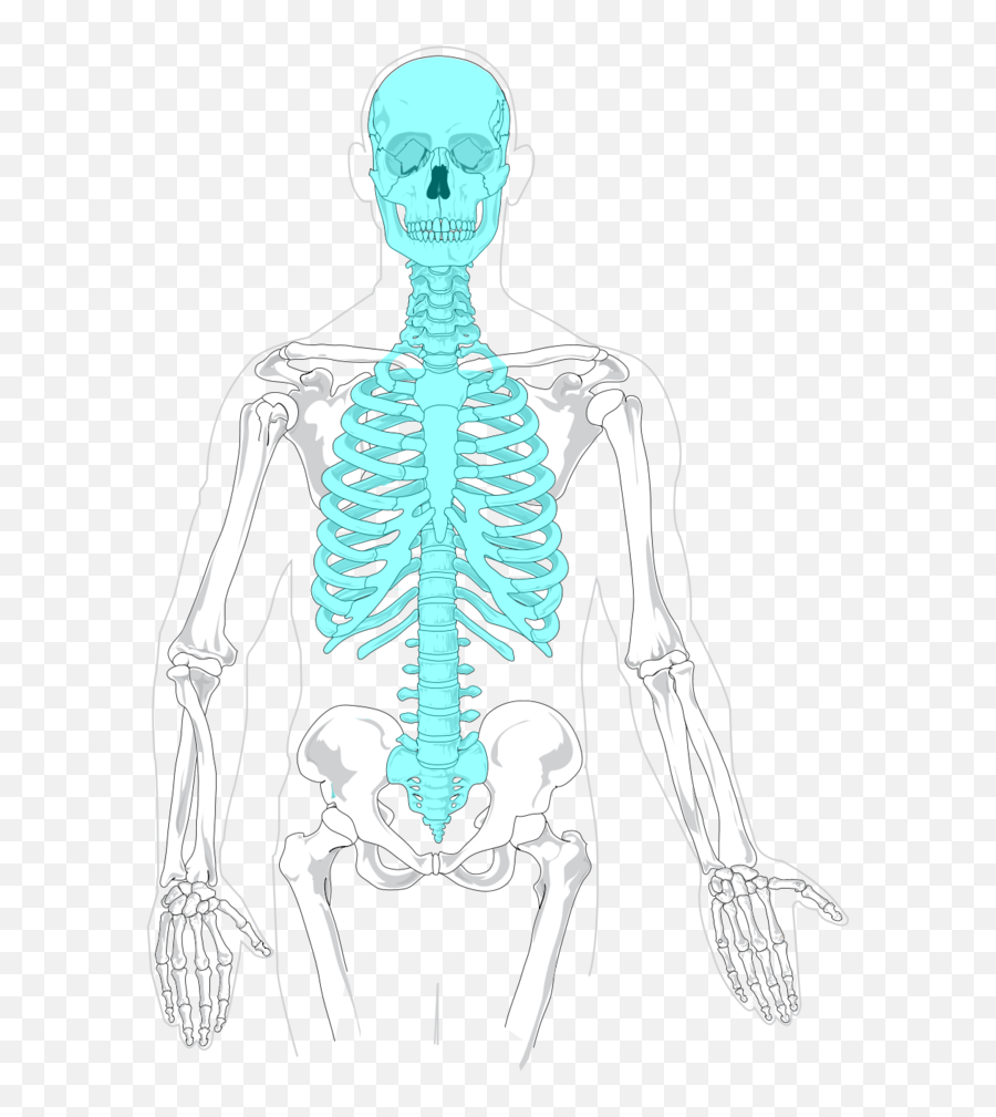 Axial Skeleton Diagram - Blank Axial Skeleton Png,Axial Icon Shocks