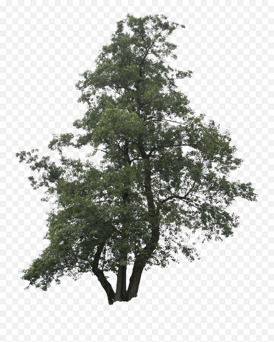 Trees Transparent Png Clipart Free Big Tree