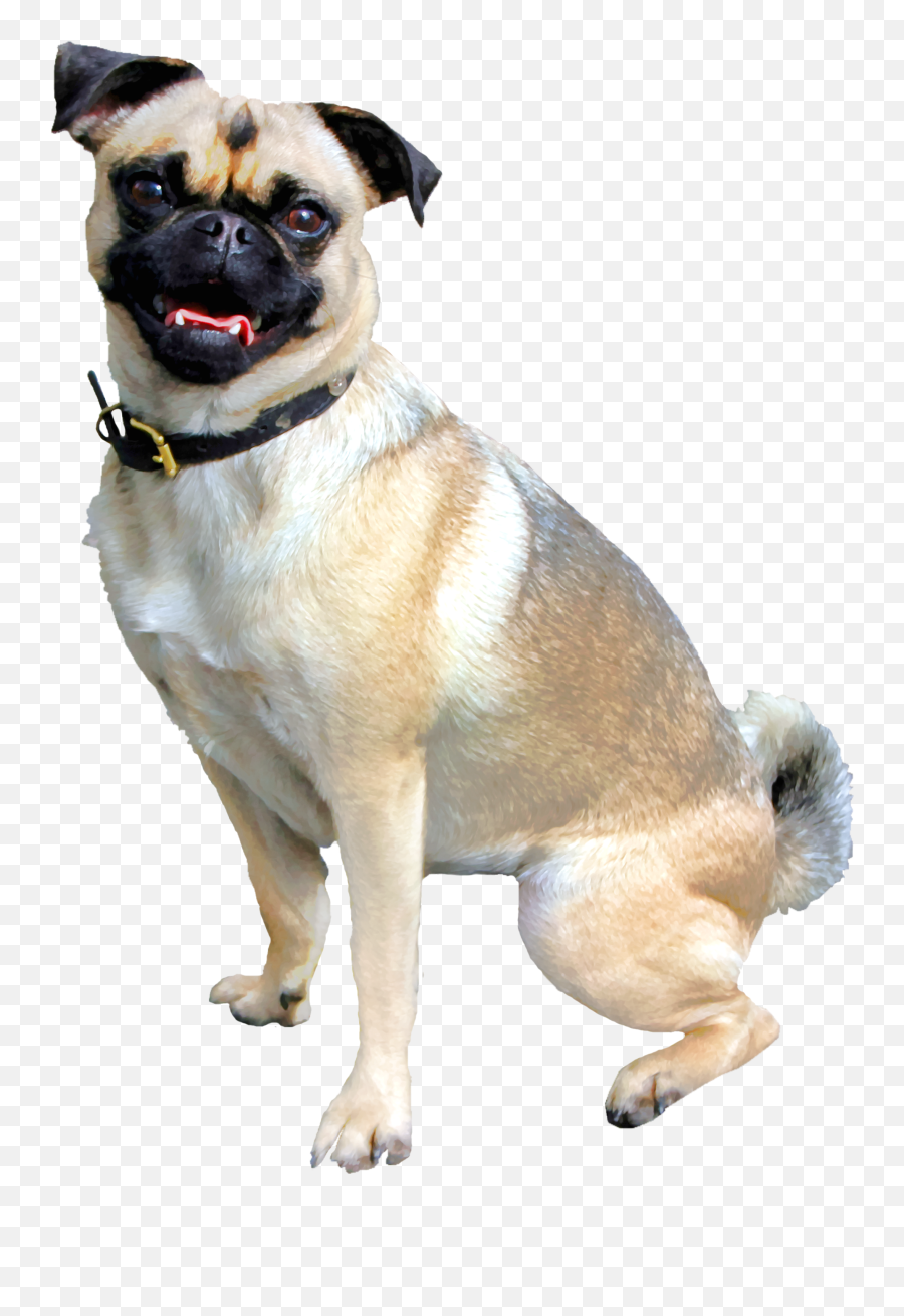 Pug Dog - Anjing Png,Pug Transparent Background