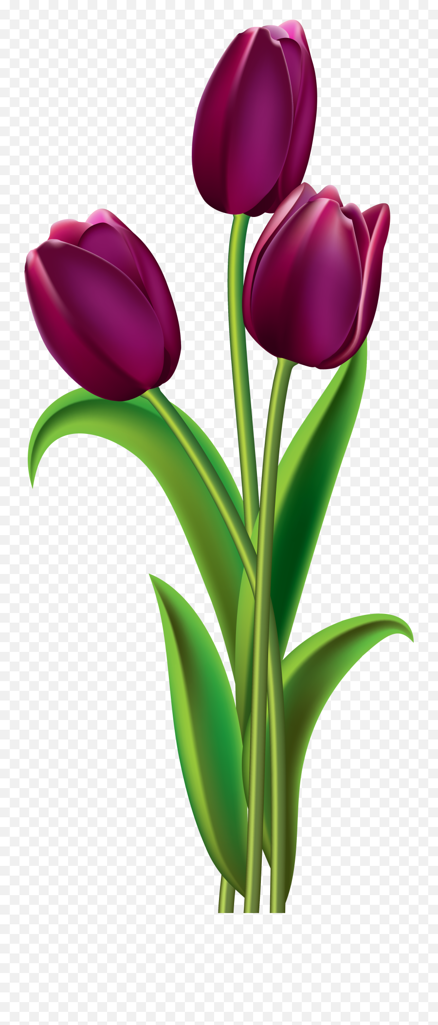 Tulips Png Clipart Image Gallery Yopriceville High Flower Transparent Background