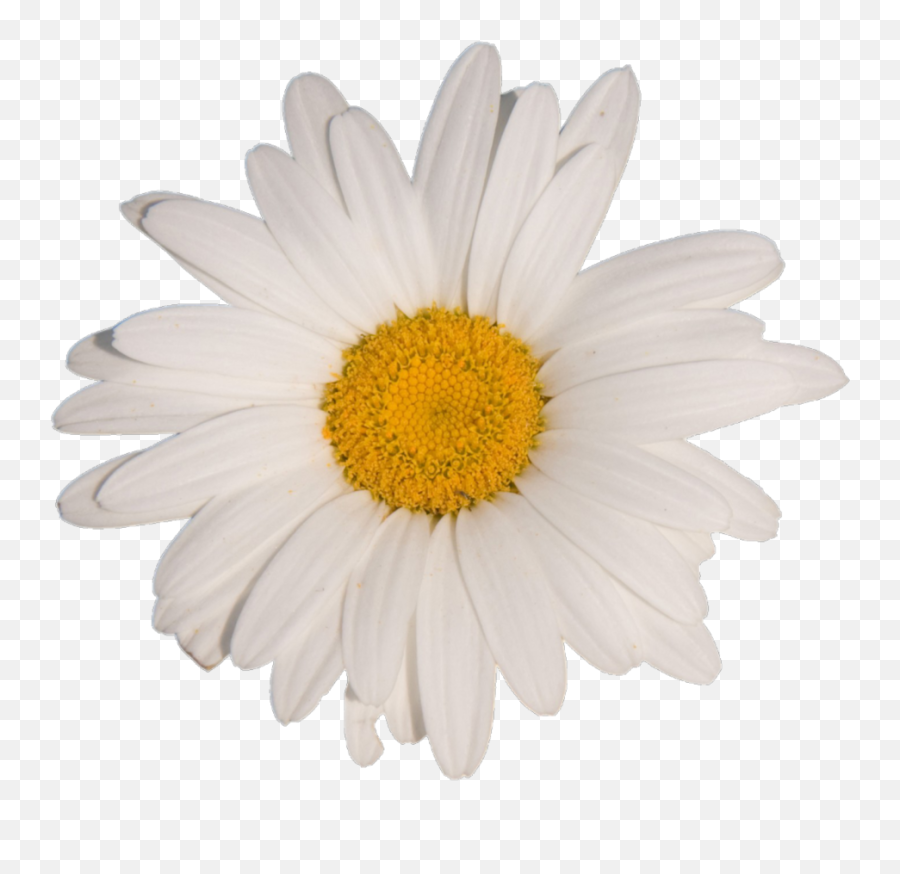 Daisy Clipart Aesthetic Transparent Free - White Aesthetic Flower Png,Daisy Png