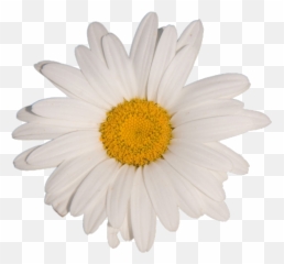 Daisy Clipart Aesthetic Transparent Free - White Aesthetic Flower Png,Daisy Png