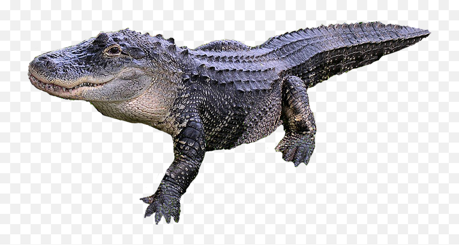 Crocodile Png Images Free Download - Alligator Png,Gator Png