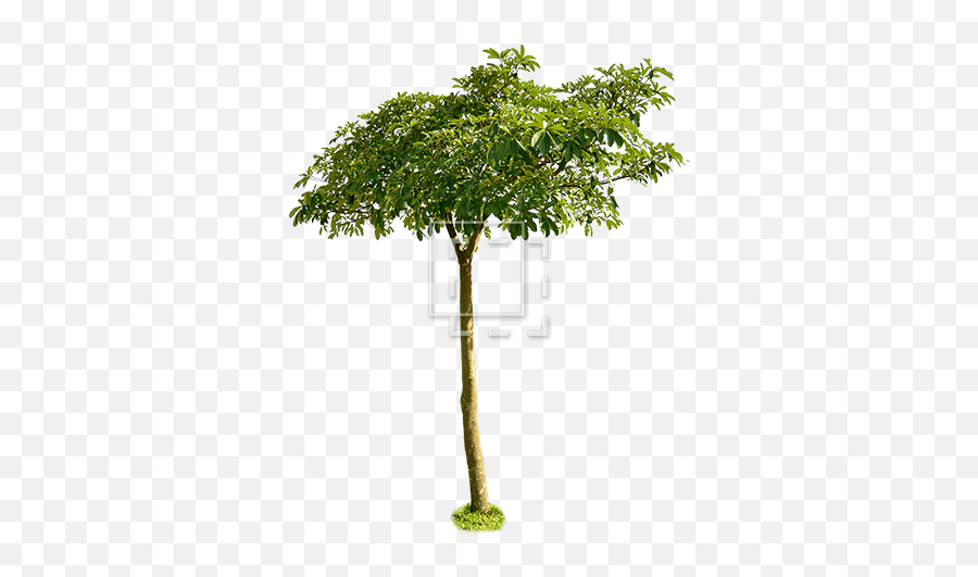 Small Leaf Tree Wide Canopy - Small Tree With Canopy Png,Tree Canopy Png