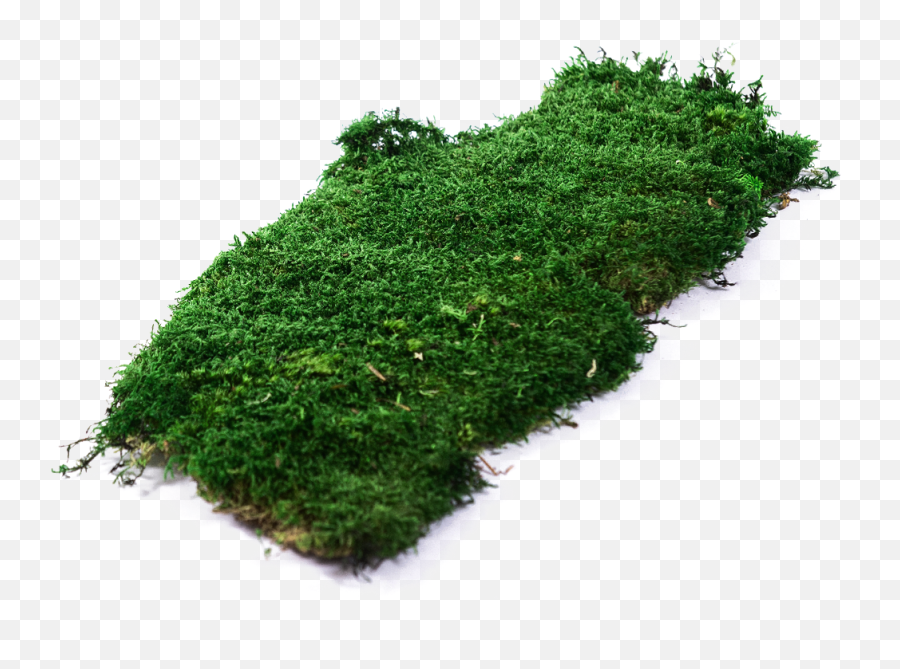 Moss Vector Lichen Picture - Moss Png,Moss Png