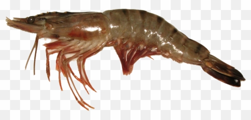 Shrimp Png Background Image - Penaeus Monodon,Shrimp Png