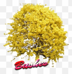 Bushes Png File