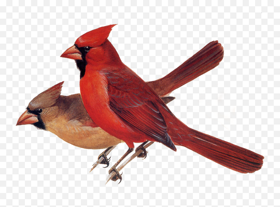 Birds And Animals Northern Cardinal - Red Cardinal Png,Red Bird Png