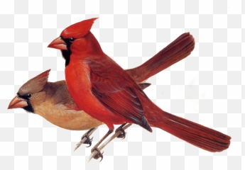 Birds And Animals Northern Cardinal - Red Cardinal Png,Red Bird Png