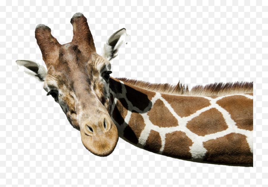 Png Transparent Images Free Download Giraffe Background