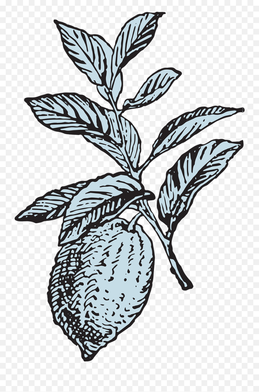Lemon Tree Fruit - Lemon Illustration Vintage Png,Lemon Tree Png