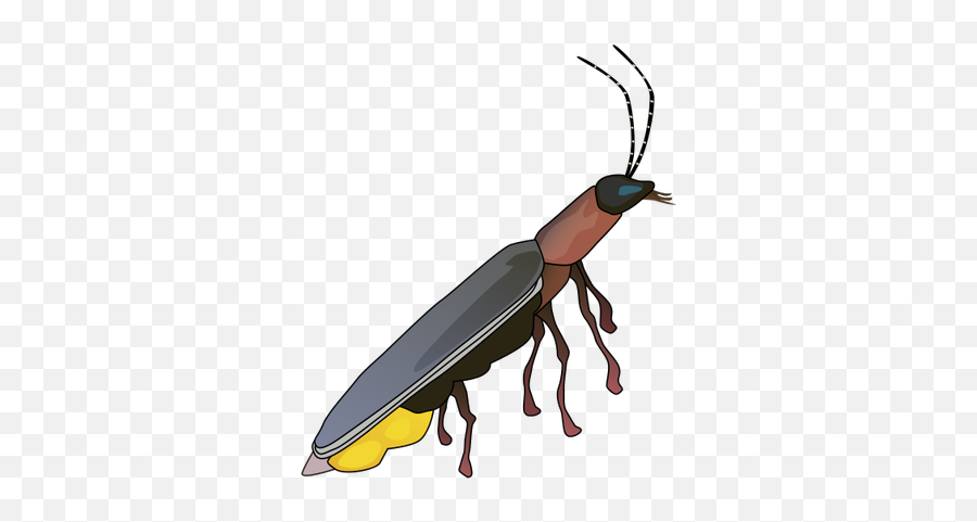 Picture - Firefly Drawing Png,Firefly Png