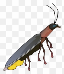 Picture - Firefly Drawing png