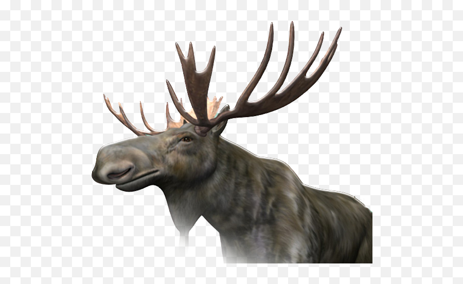 Download Free Png Elk - Backgroundmoosetransparent Dlpngcom Transparent Moose Head Png,Elk Png